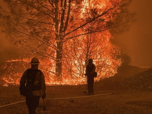 3Wildland3_300
